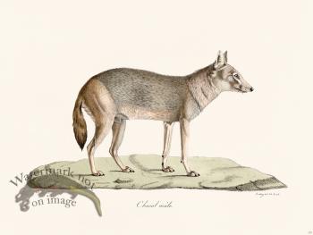 Cuvier 175 Chacal male